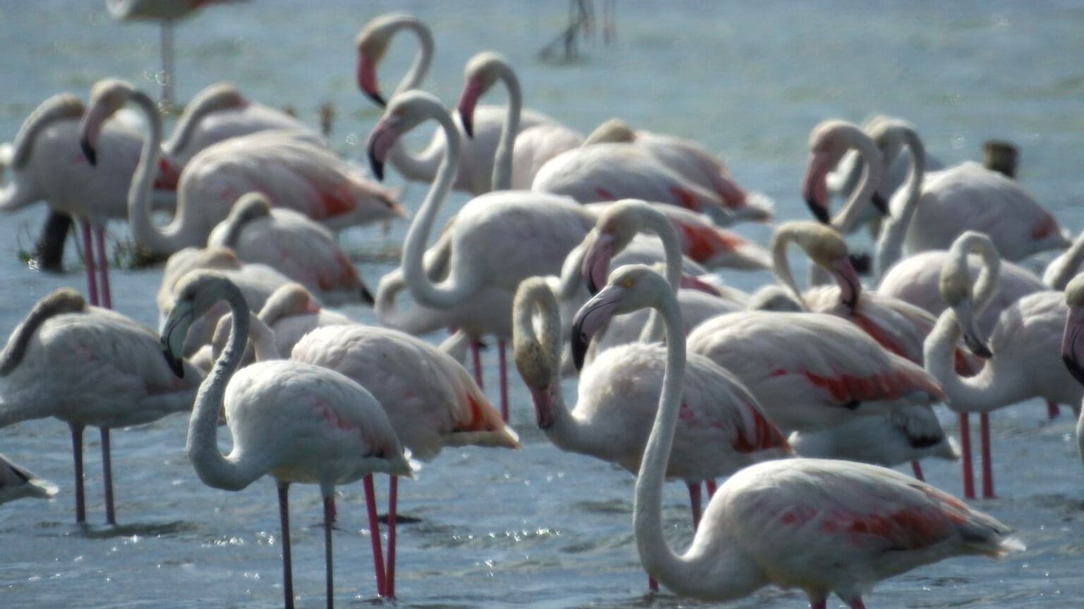 Caminhando com Flamingos: uma exploração nas Salinas do Samouco