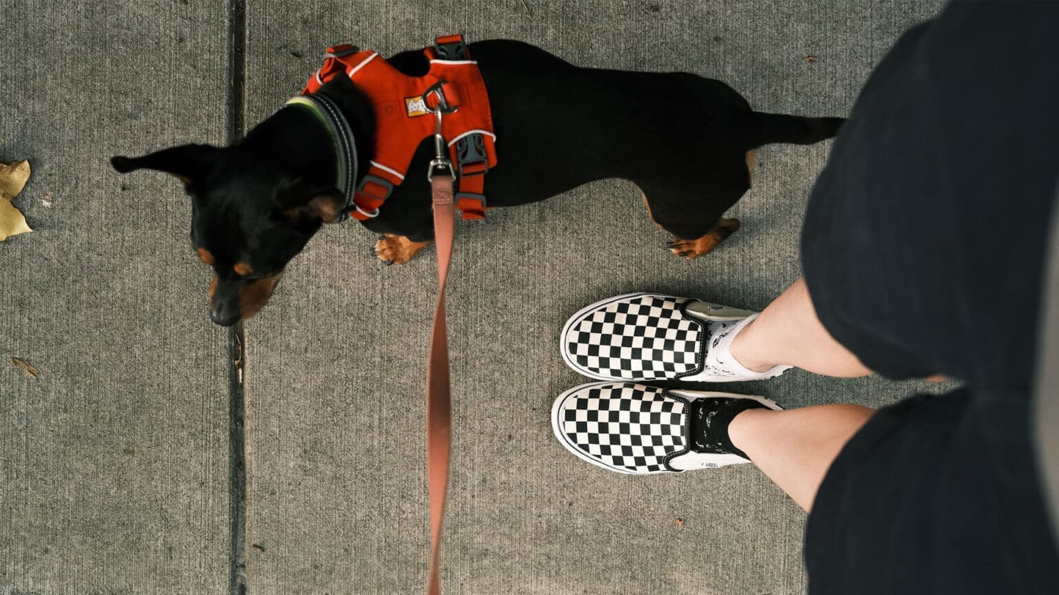 Cãominhada: Conheça o Parque Canino de Pinhal Novo