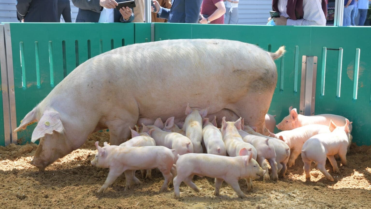 Festa do Porco em Montijo