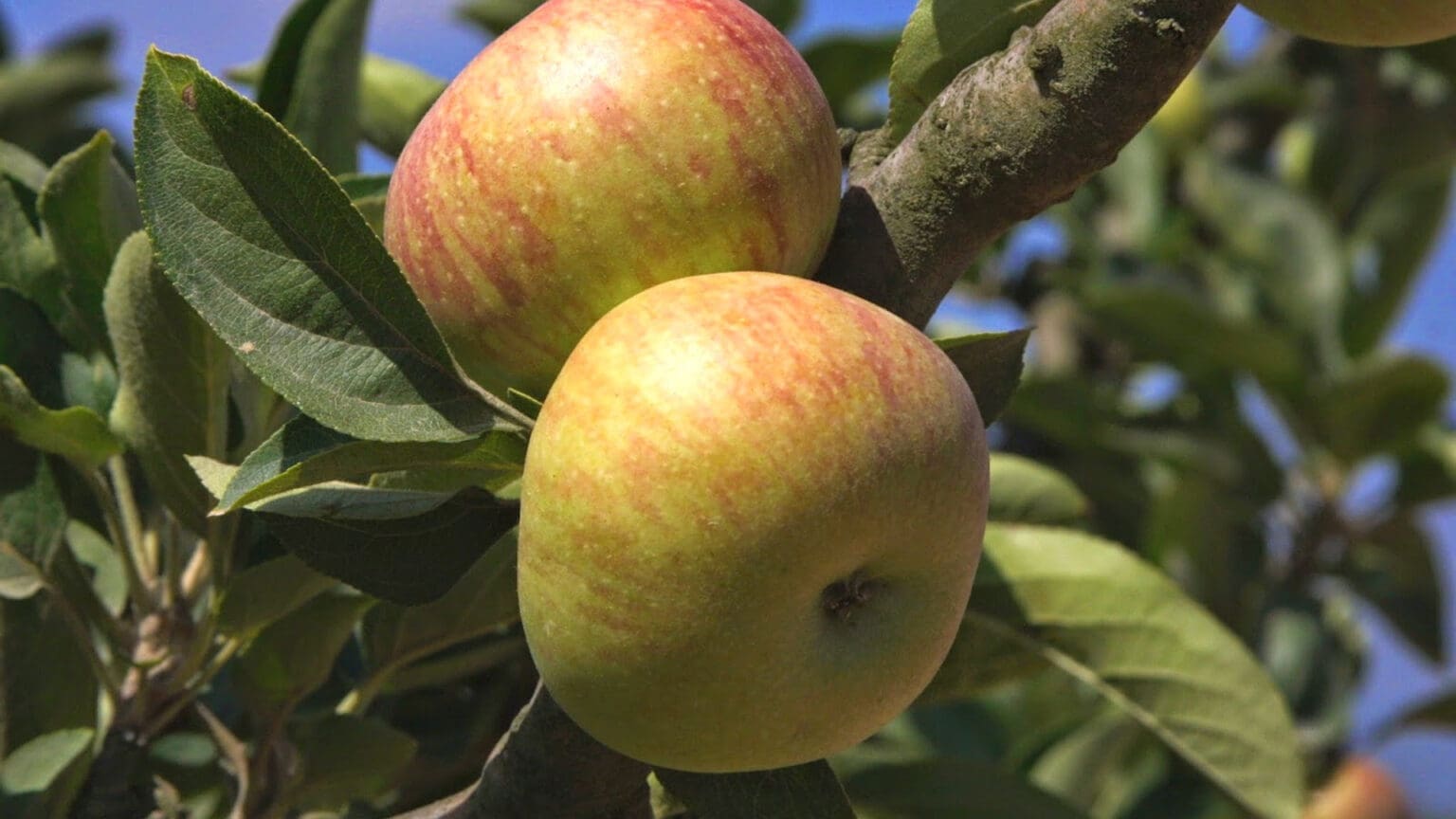 Celebre a Maravilhosa Fruta de Palmela nos Próximos Fins de Semana Gastronómicos